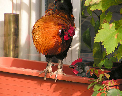 The most violent hen. In case you don't know it's the black one.